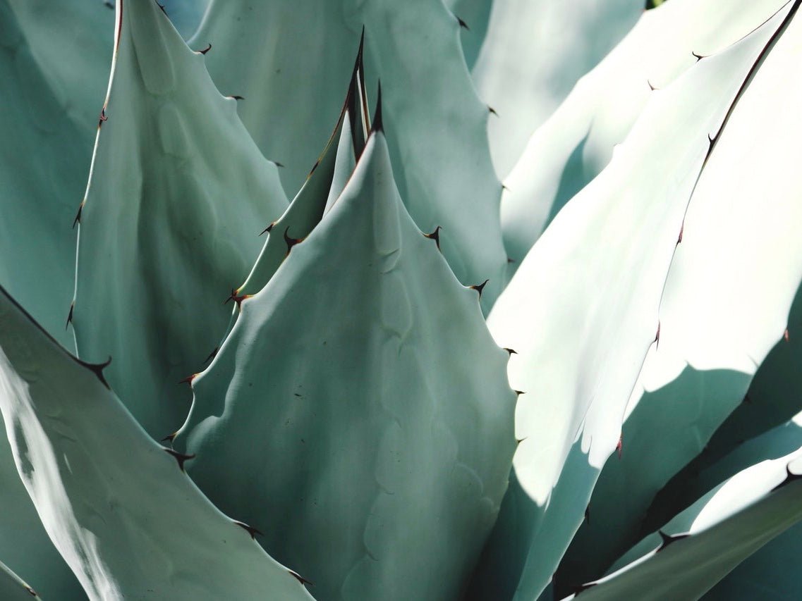 Ingredients Matter: Aloe Vera